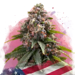 Candy Kush feminized cannabis strain