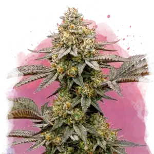 Cereal Milk feminized cannabis strain