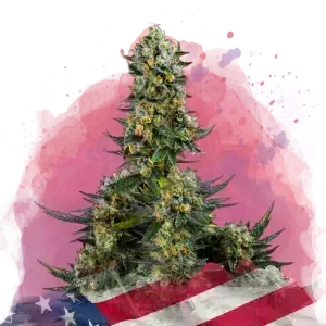Chemdog feminized cannabis strain