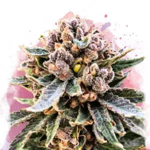 Cherry Blossom V2 CBD cannabis strain