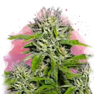 Cherry Wine V2 CBD cannabis strain