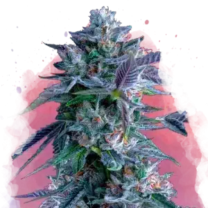 Chocolope feminized cannabis strain
