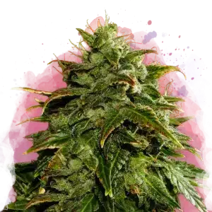 Cookies & Cream feminized cannabis strain