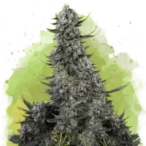 Critical Auto cannabis strain