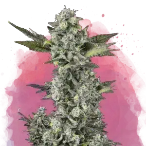Critical feminized cannabis strain