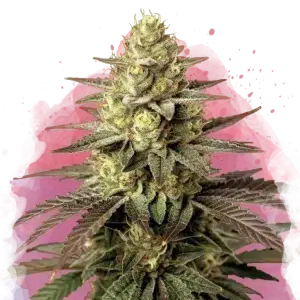 Do Si Dos feminized cannabis strain