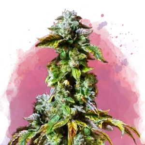 Durban Poison feminized cannabis strain