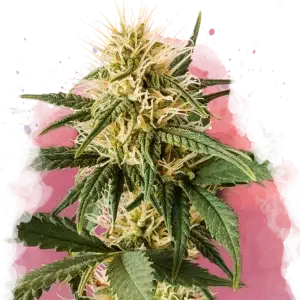 Pure Power Plant feminized cannabis strain