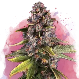 Raspberry Cough feminized cannabis strain