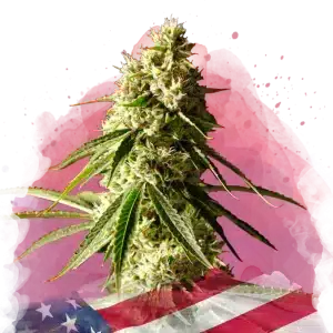 runtz-feminized-cannabis-strain