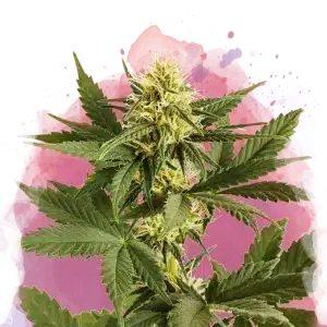 Shiskaberry feminized cannabis strain