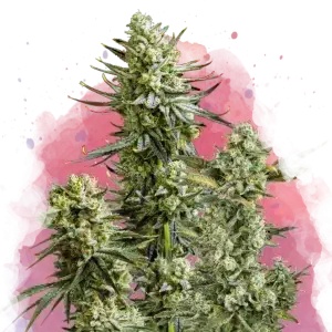 Skywalker OG feminized cannabis strain