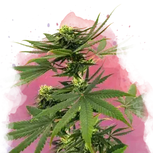 Sour Diesel feminized cannabis strain