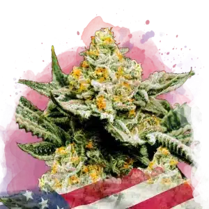 Sunset Sherbet feminized cannabis strain