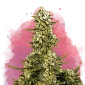 Super Silver Haze feminized cannabis strain