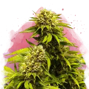 Super Skunk feminized cannabis strain