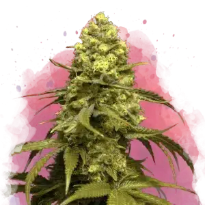 Sweet Tooth feminized cannabis strain