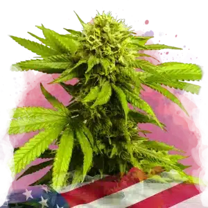 Tangie feminized cannabis strain