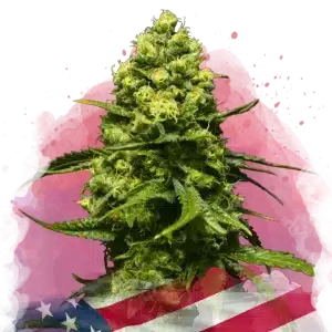 Trainwreck feminized cannabis strain