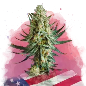 Wedding Cake feminized cannabis strain