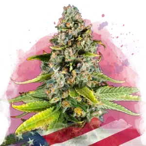 White Fire OG feminized cannabis strain