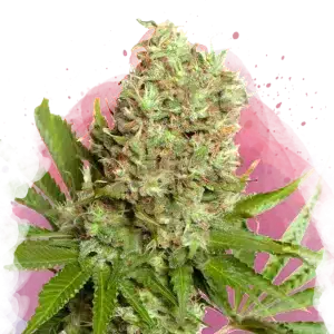 White Widow feminized cannabis strain