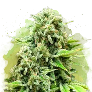 White Widow Auto cannabis strain