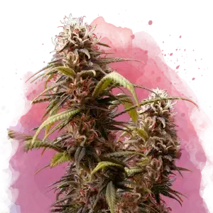Wonder Woman feminized cannabis strain