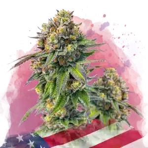 Zkittlez feminized cannabis strain