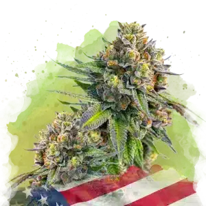 Zkittlez Auto cannabis strain