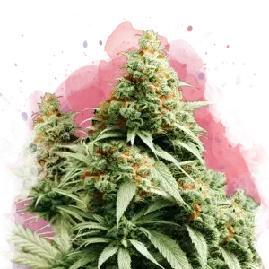Exodus Cheese feminized cannabis strain