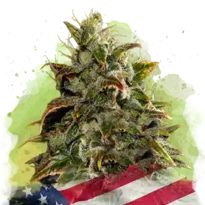 Gelato Auto cannabis strain