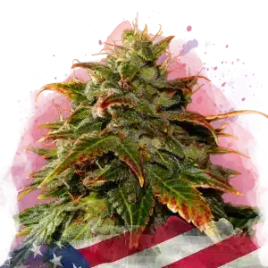Gelato feminized cannabis strain
