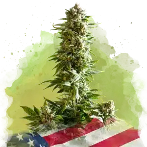 Girl Scout Cookies Auto cannabis strain
