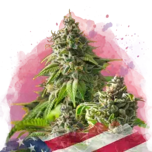 Girl Scout Cookies feminized cannabis strain