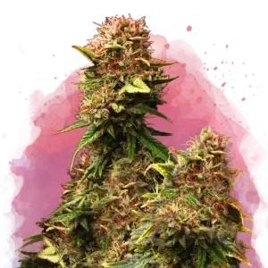 Granddaddy Purple feminized cannabis strain