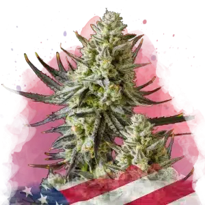 Grease Monkey feminized cannabis strain