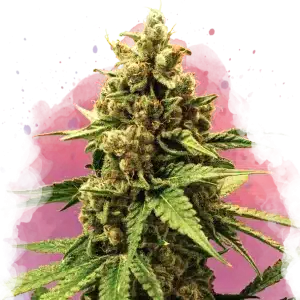 Great White Shark feminized cannabis strain