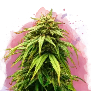 Green Crack feminized cannabis strain