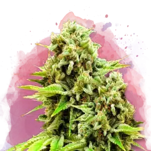 Green Poison feminized cannabis strain