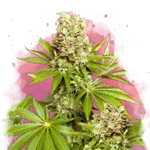 Hawaii Maui Waui cannabis plant with dense resinous buds
