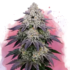 Ice Cream Cake cannabis plant with frosty purple buds