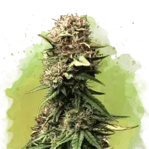 Jock Horror Auto cannabis plant with dense resinous buds