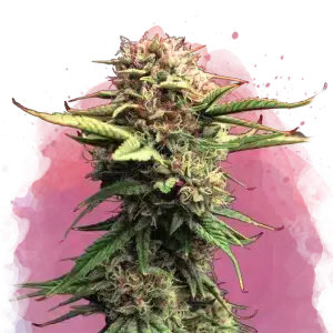 Jock Horror cannabis plant with elongated resinous buds