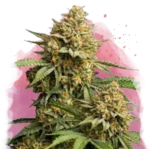 Lemon Cherry Gelato cannabis plant with dense frosty buds