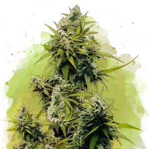 Lemon Og Haze Auto cannabis plant with elongated resinous buds