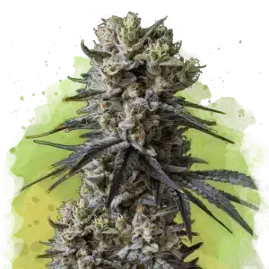 Lithium OG Kush Autoflower cannabis strain