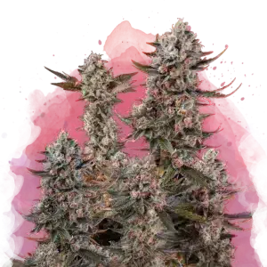 Lithium OG Kush feminized cannabis strain