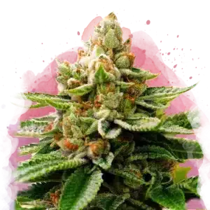 LSD feminized cannabis strain