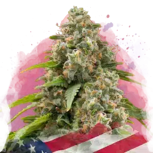 Matanuska feminized cannabis strain